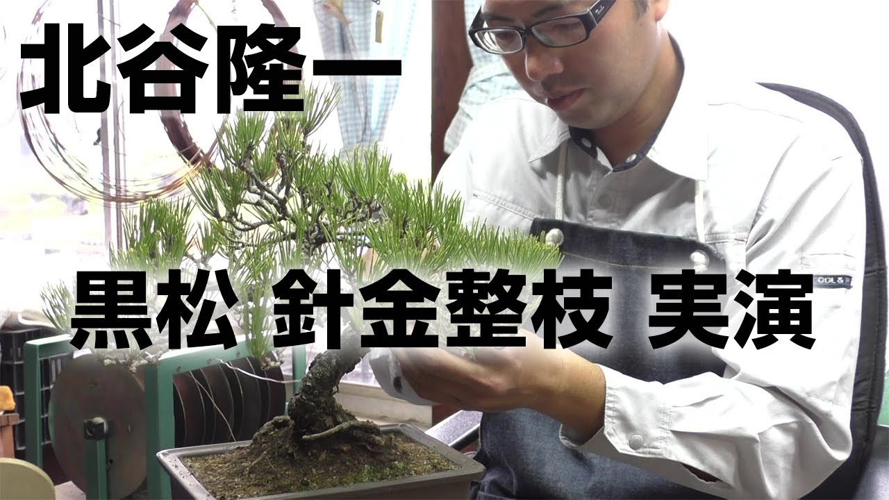 黒松の針金整枝と剪定 実演 盆栽職人 北谷隆一