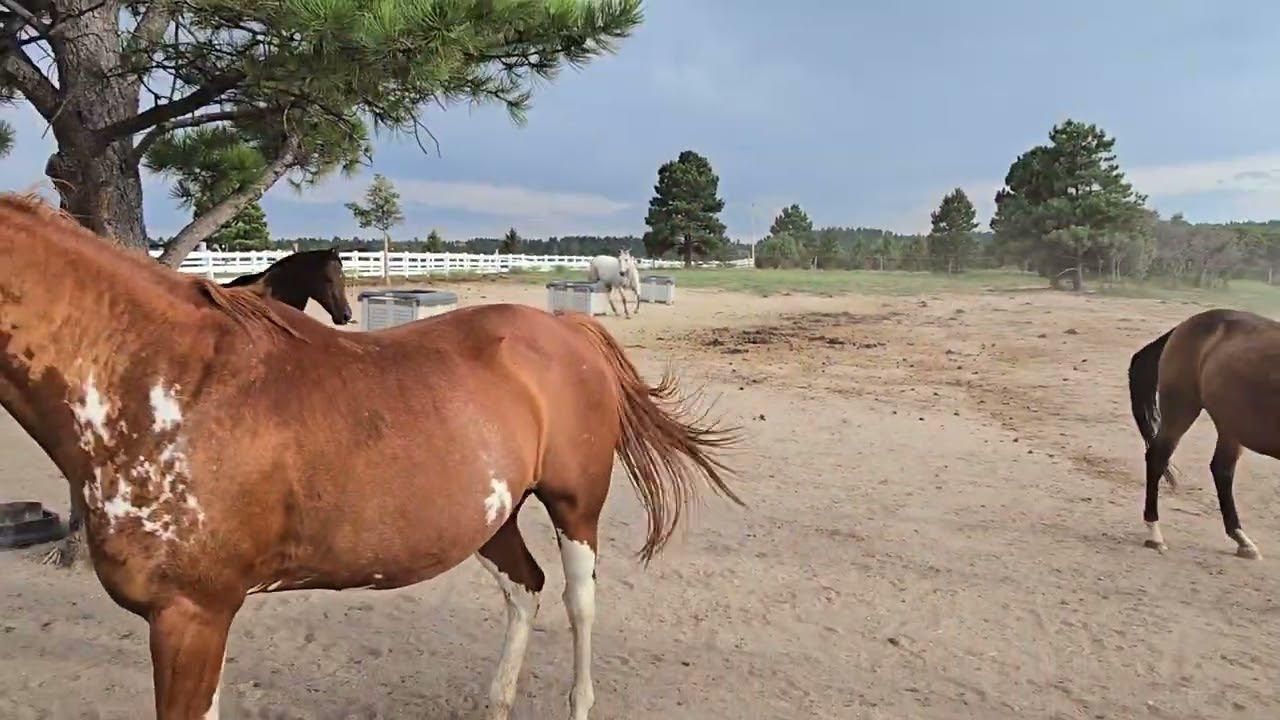 Moose's 1st intro