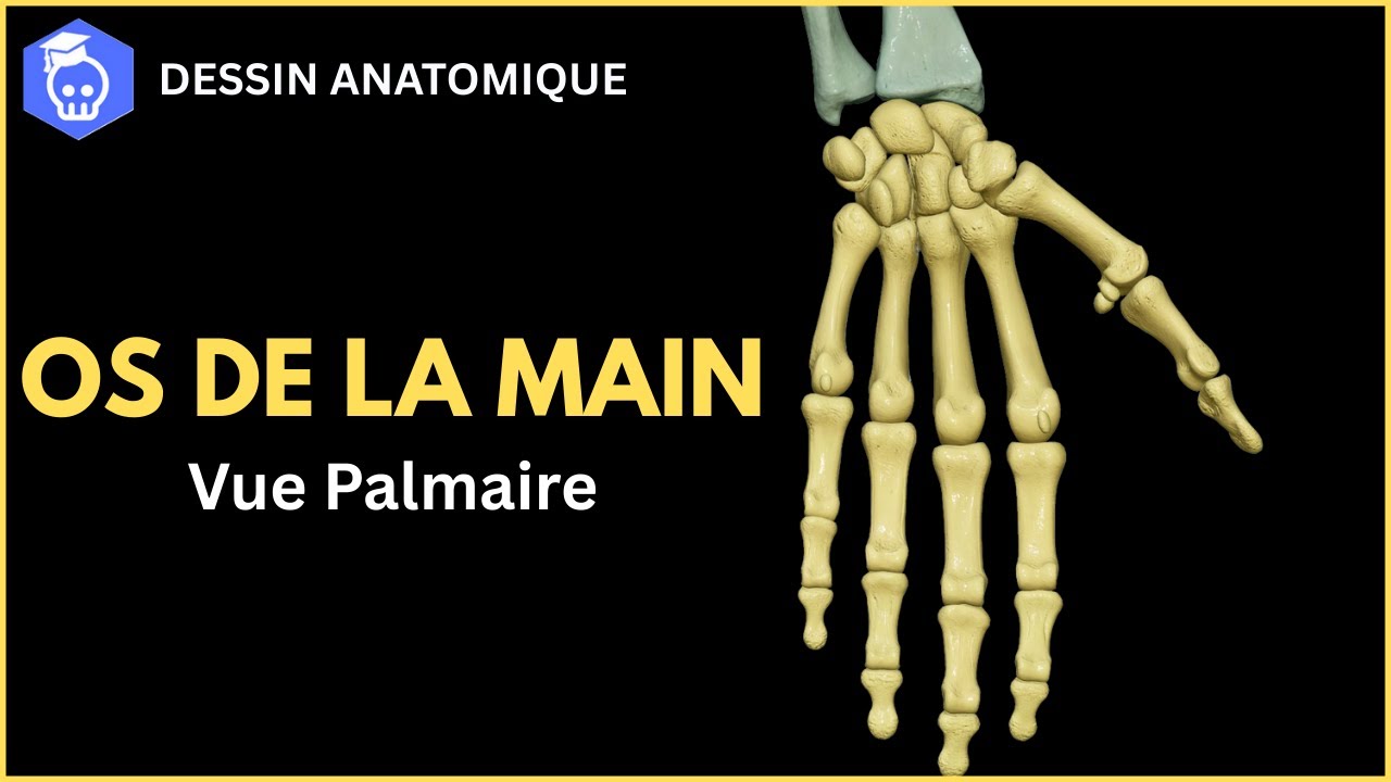 Anatomie des Os de la Main - Comment Dessiner Facilement la Vue Palmaire