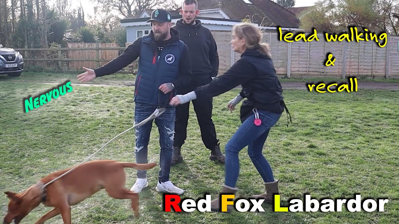 Fox Red Labrador, Nervous, Lead Walking & Recall - Professional Dog Trainer