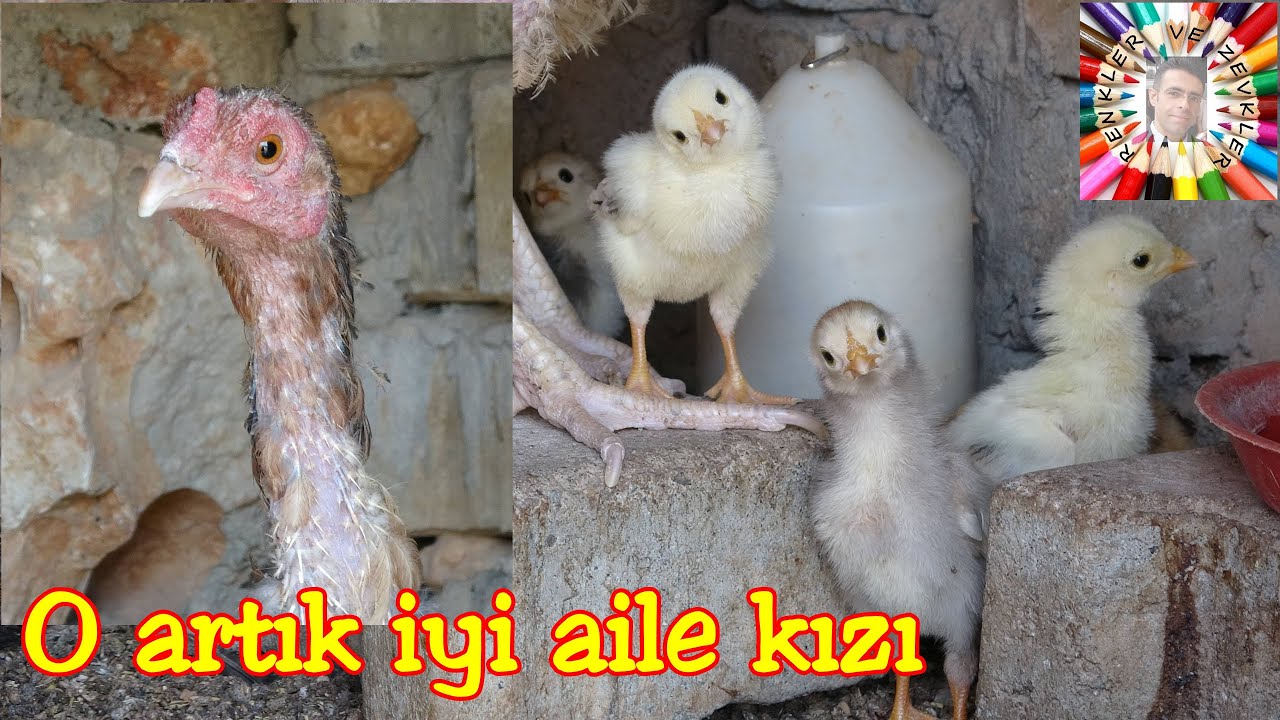 Sorumsuz Tavuk, Anne Oldu 🐣🐔