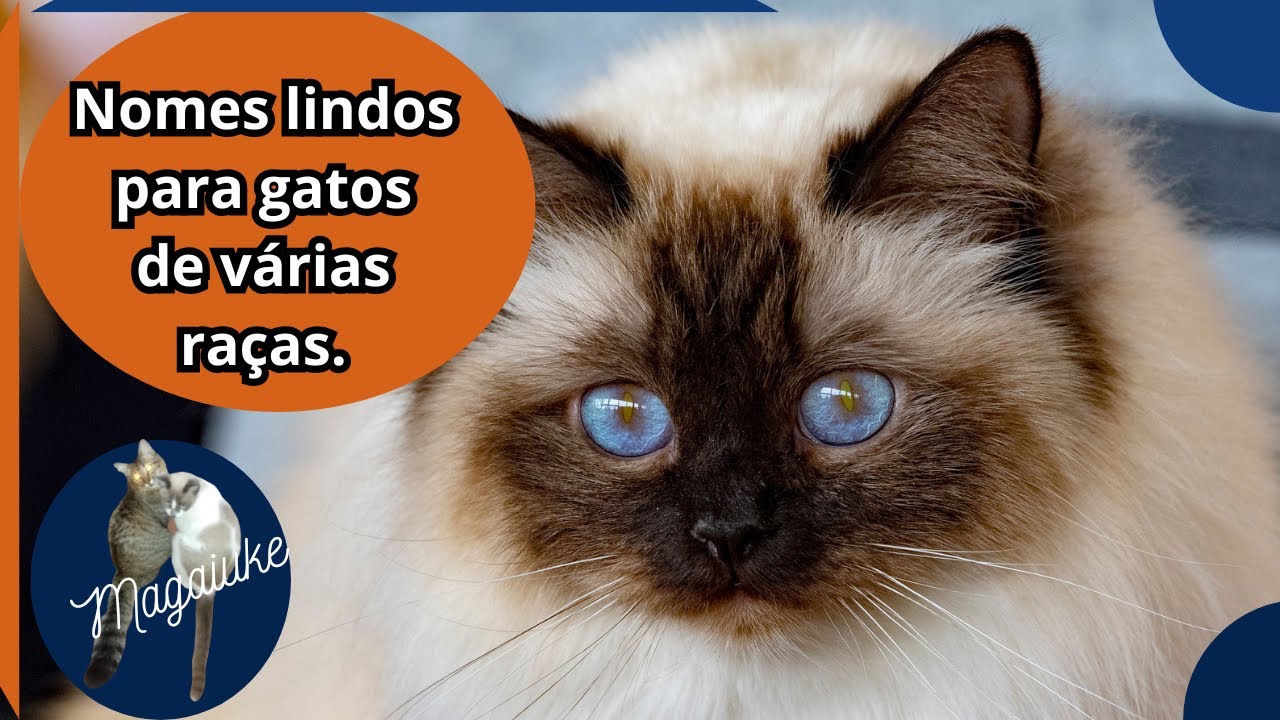 50 raças de gatos e 100 nomes de gatos machos e fêmeas!