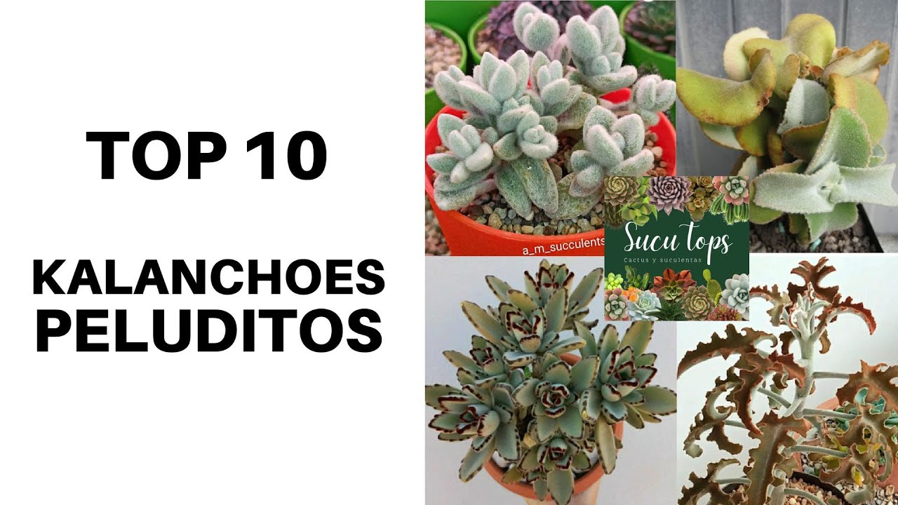 TOP 10 KALANCHOES PELUDITOS