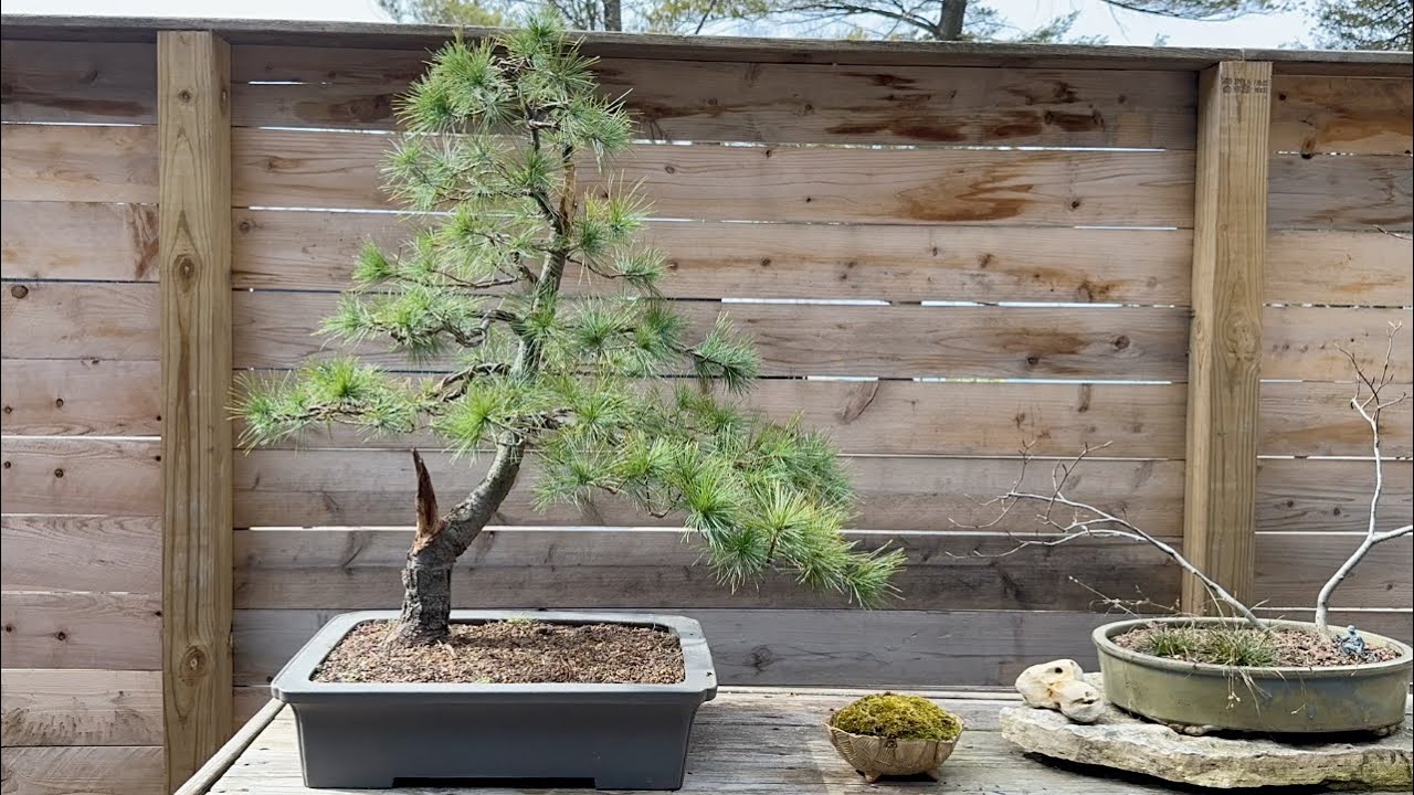 Eastern White Pine: The Forgotten Bonsai Material