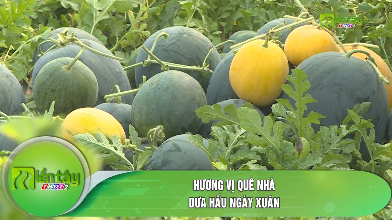 Hương vị quê nhà: Dưa hấu ngày xuân