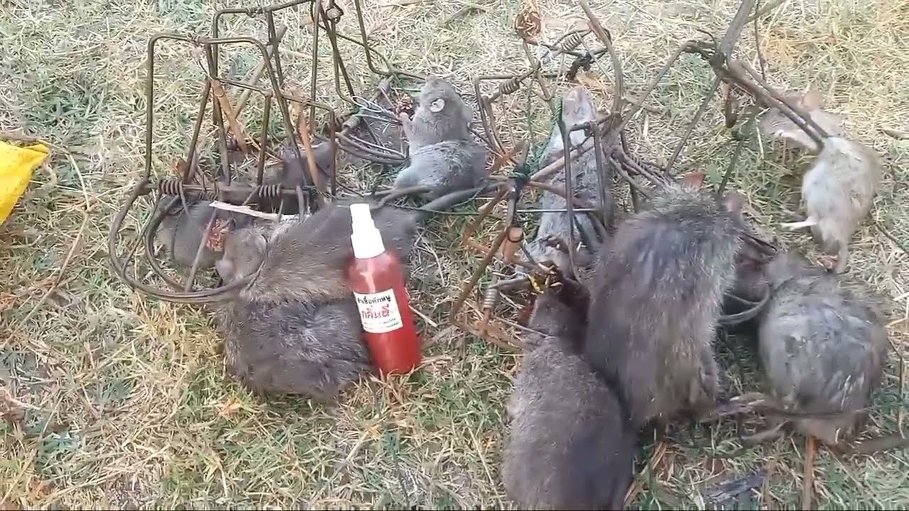 ดักหนูป่าอ้อยร้าง ทีเด็ดเลยครับ