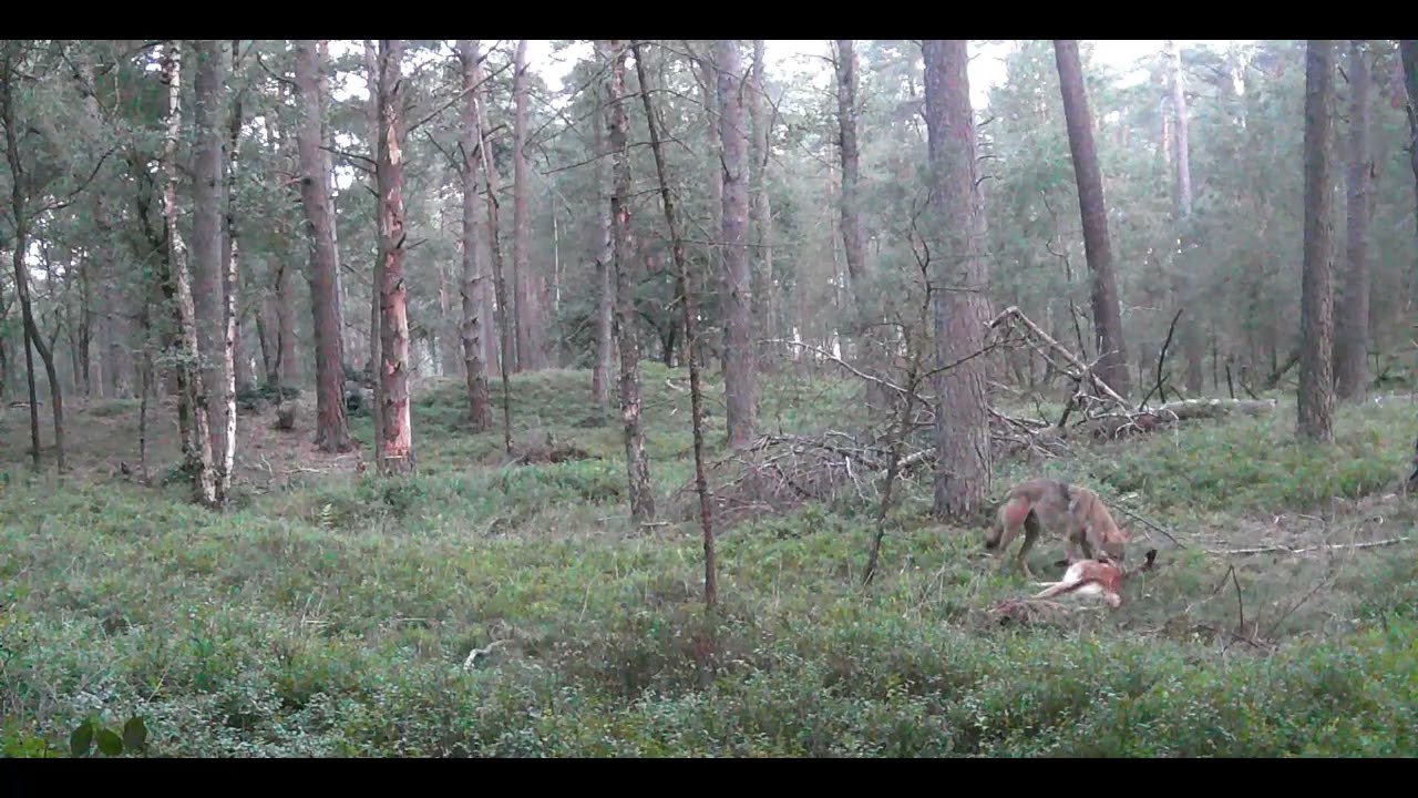 Wolf pakt buit van Geldwolf.