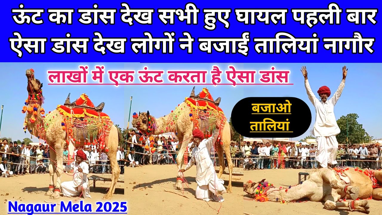पहली बार ऊंट का ऐसा खतरनाक डांस देख सभी हुए घायल बजाईं खुब तालियां। Nagaur pashu mela 2025।