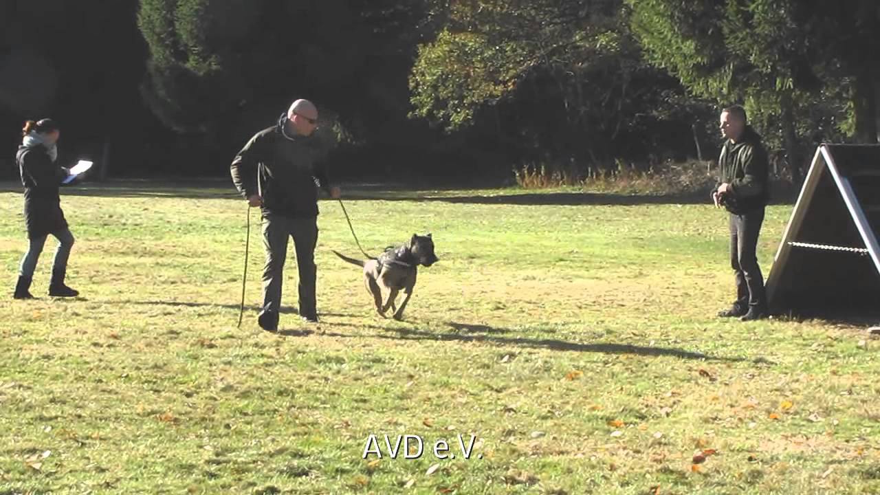 Yucara de la Arena ZWP1 Character-Test working dog presa canario AVD e.V. perro dogo canario Zucht