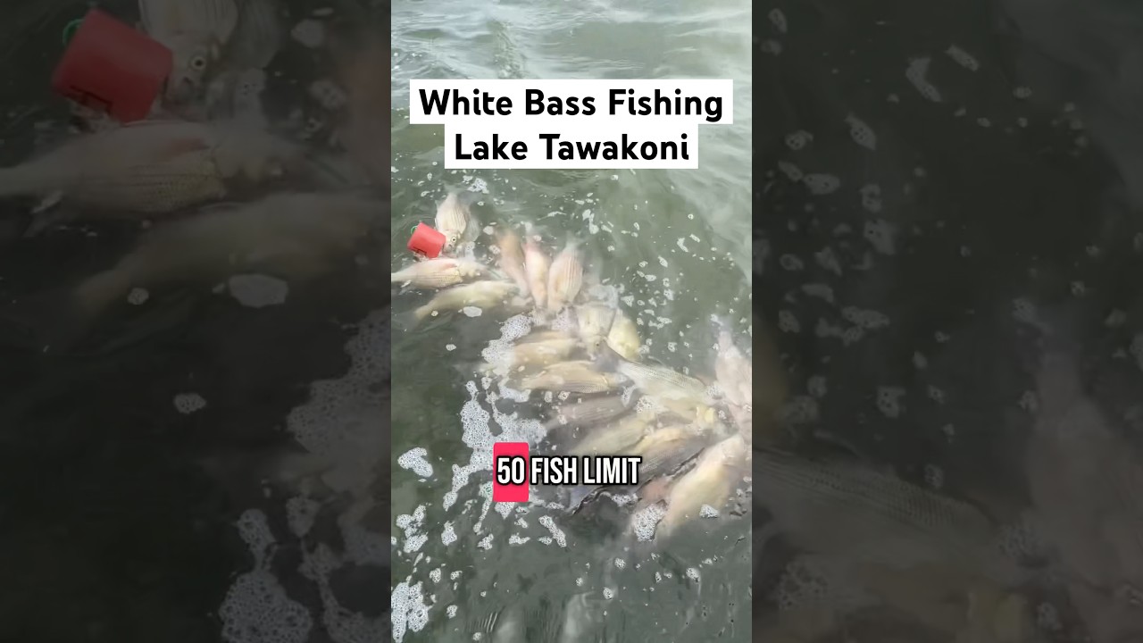 Fishing Lake Tawakoni for White Bass Limits! #whitebassfishing #whitebass #sandbass #fishingtexas