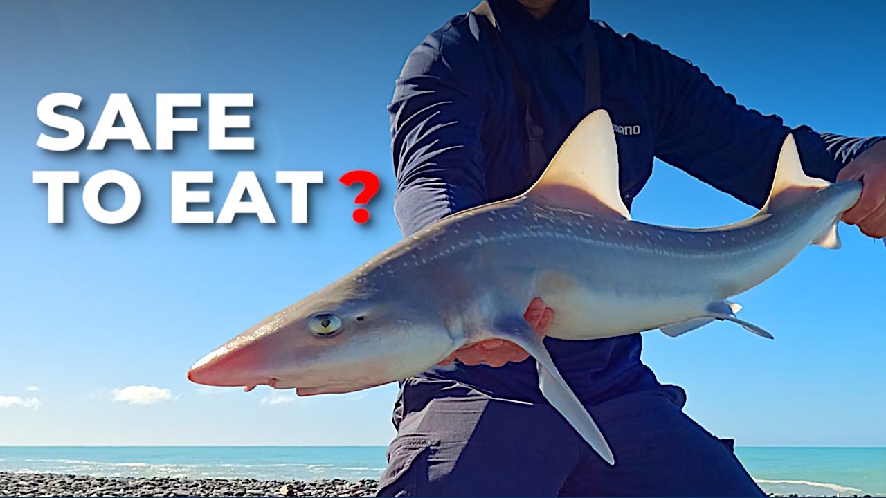 Are Sharks Safe to Eat? Catch & Cook Rig & School Shark