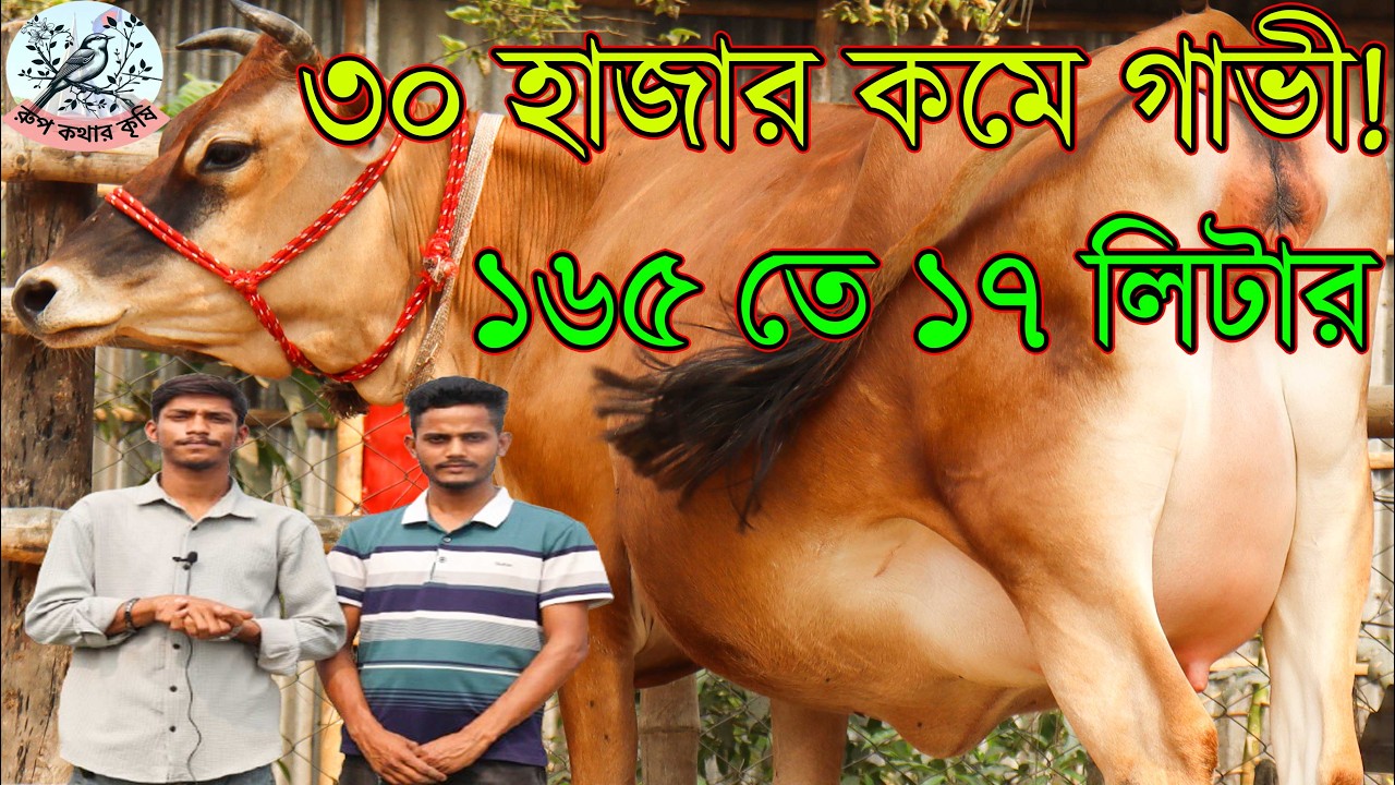 জোড়া গাভী কিনলে গাড়ি ভাড়া ফ্রি!৩০ হাজার করে কমে আজকে গাভী বিক্রি। ১৬৫তে ১৭ লিটার।কম দামে বেশি দুধ