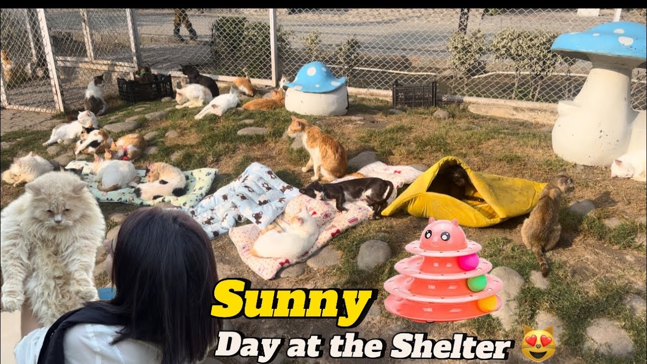 Sunny Day at the shelter, Tariq ate Jalebiss | The Crazy Cats Project SA Gardens