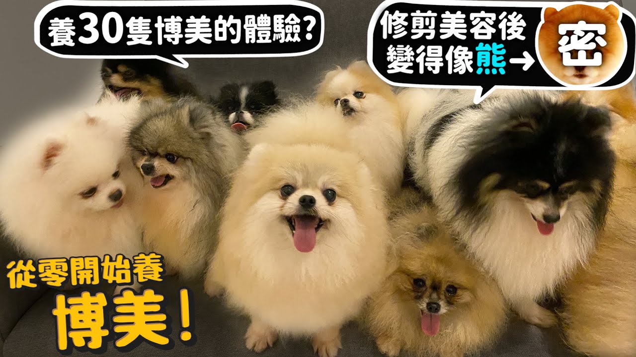 【從零開始養】博美!養30隻博美!叫得出名字?修剪後美容後變得像熊?都市型寵物?腳趾細得跟人類小拇指一樣?【許伯簡芝】Pomeranian狐狸犬家族