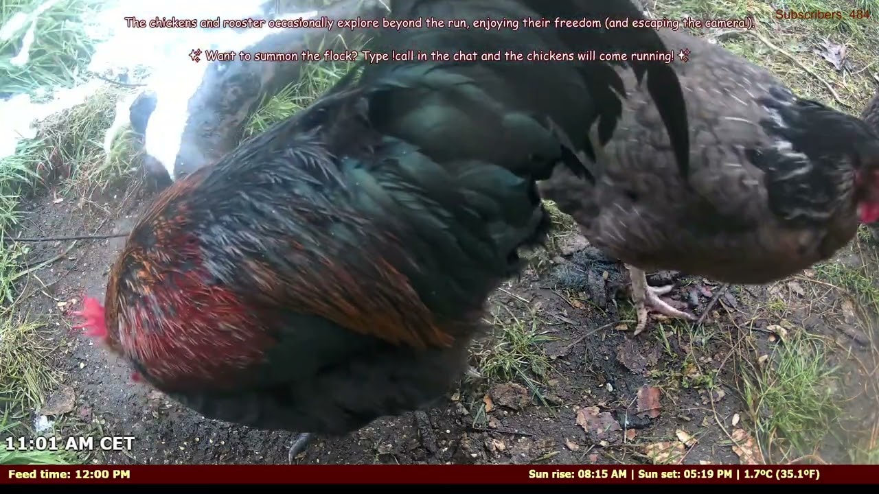 LIVE: ऑटो चिकन फीडर – चैट से कंट्रोल करें! 🐔💬