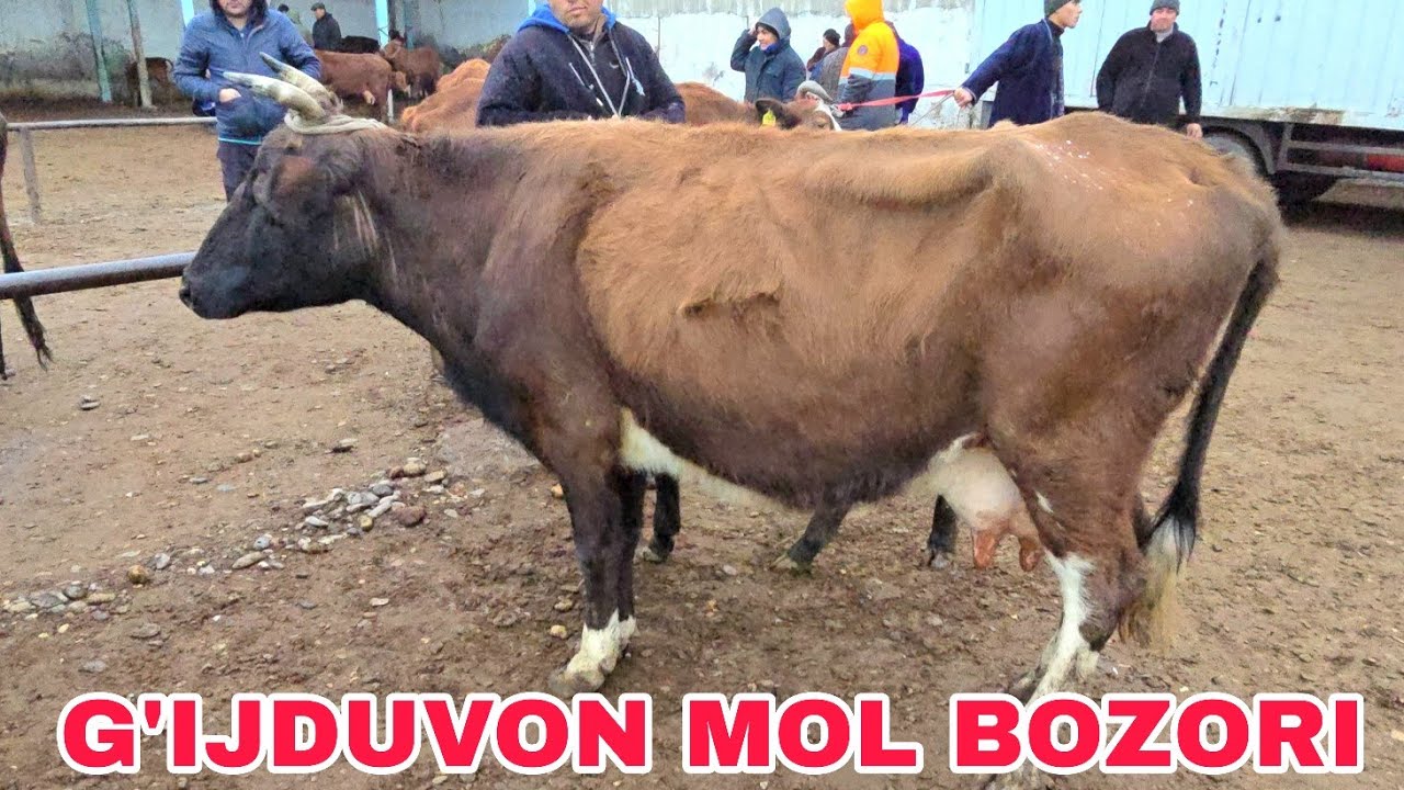 G'ijduvon mol bozori ona bola sigirlar va yosh g'unojinlar  narxlari 4 марта 2026 г.