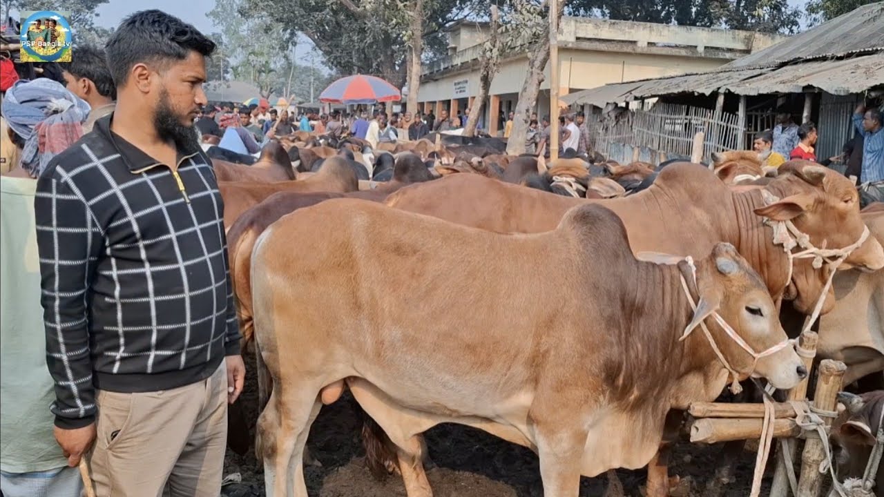 @ 20/1/2026|| চট্টগ্রাম ও গাজীপুরের খামারীর ক্রস ও শাহীওয়াল জাতের খামার উপযোগী ষাঁড় গরু কেনা||