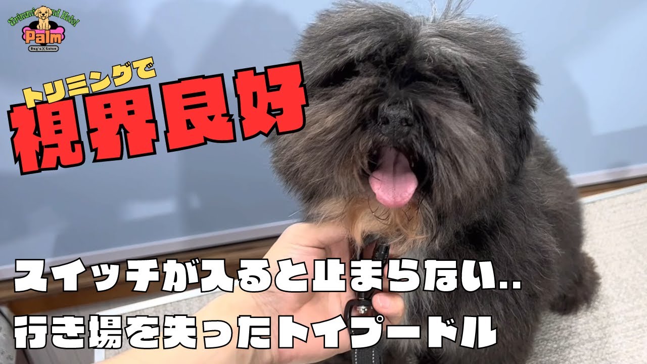 噛み犬トリミング！お目目はどこいった？トイプードル