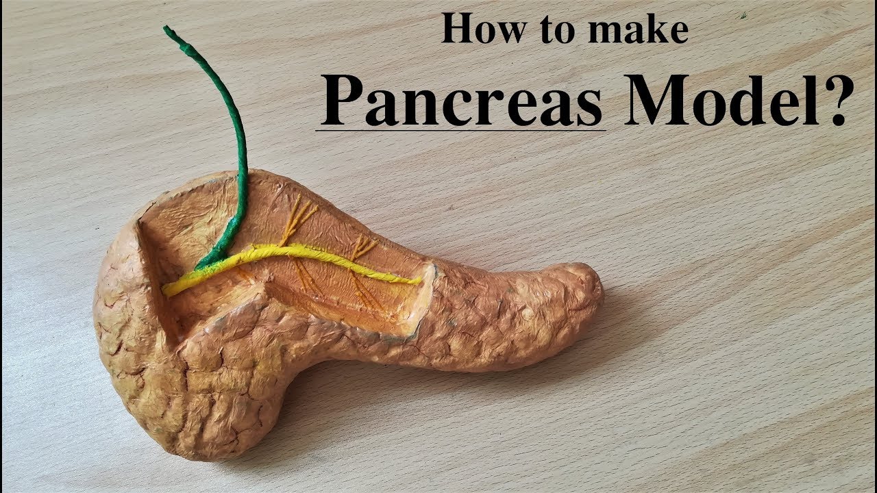 Making Pancreas Model | Holiday Homework