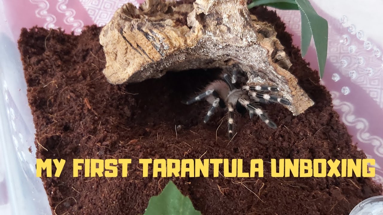 MY FIRST TARANTULA UNBOXING VIDEO