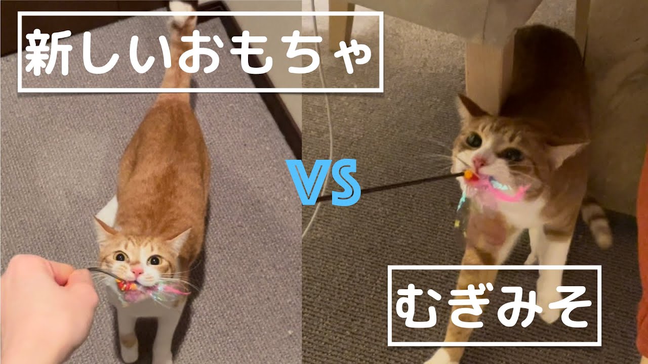 新しいおもちゃでむぎみそと遊んでみた！
