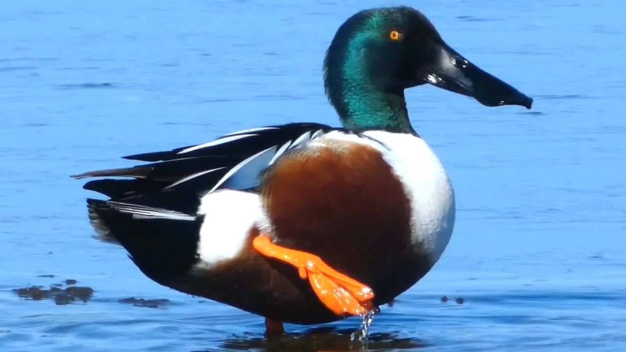 Northern shoveler ducks