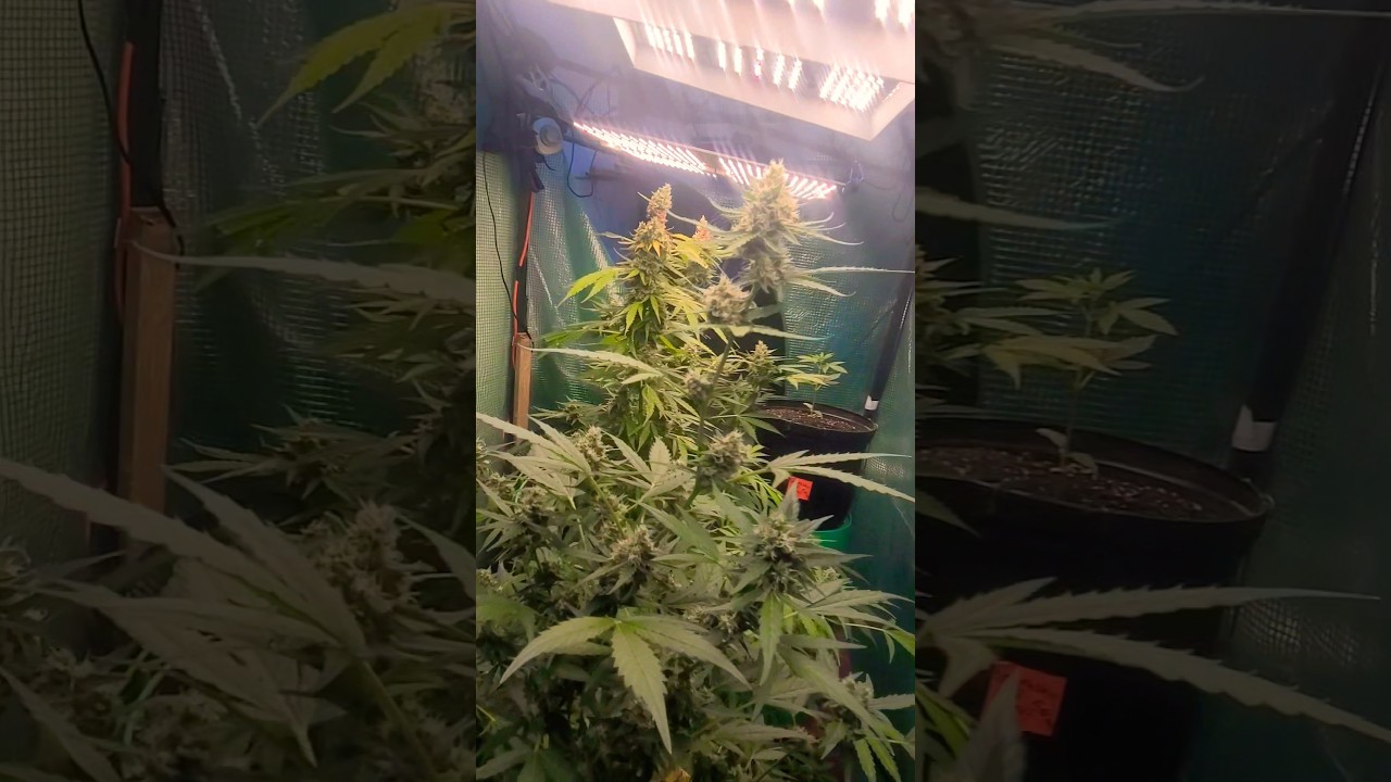 Superlemon haze auto by greenhouse seed company #organicfarming