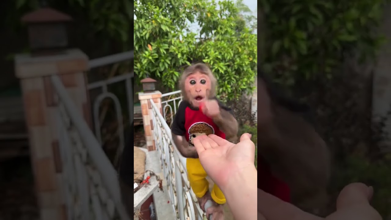 Monkey Mynu walk so good.#monkey #animal #pets #monkeydluffy