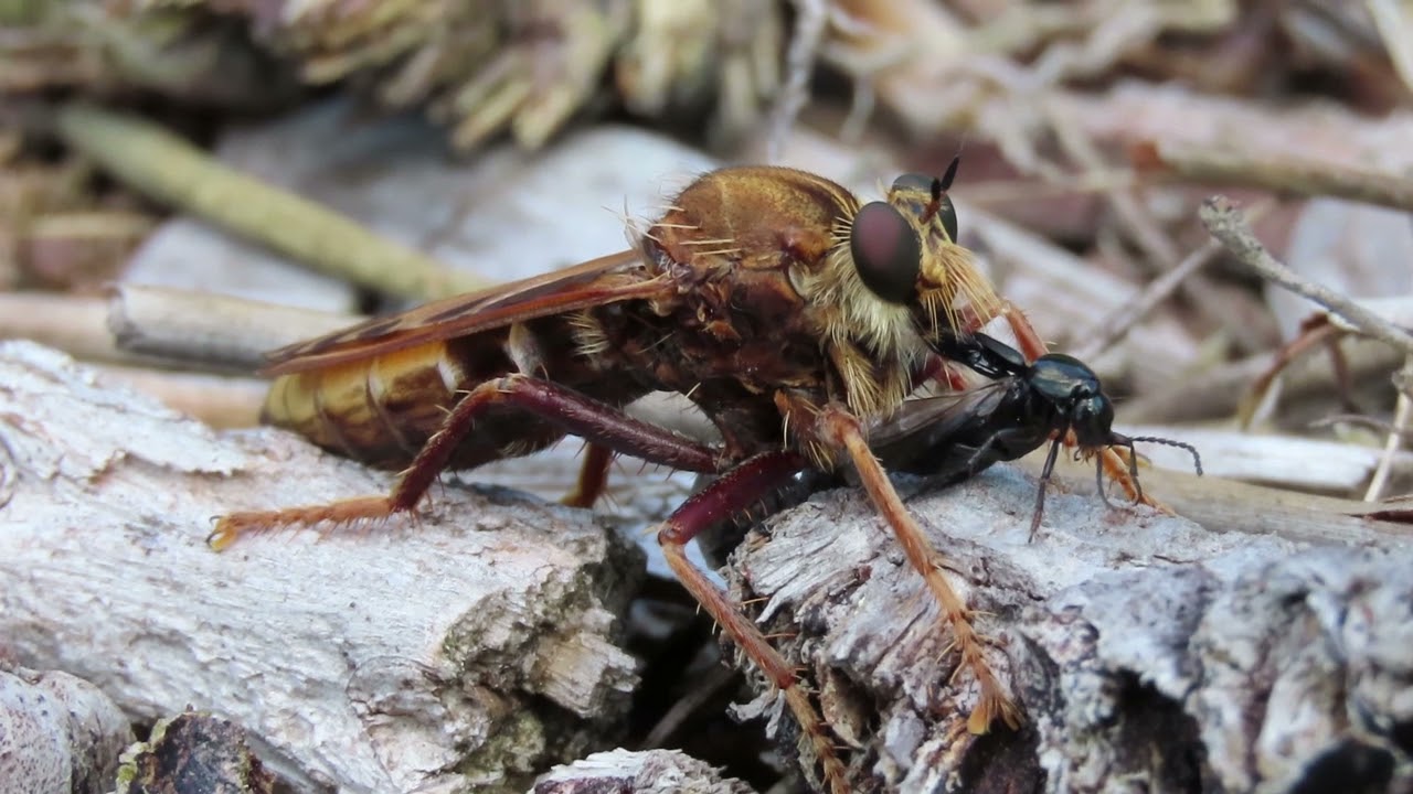 Hornet Robberfly Asilus crabroniformis and rove beetle prey