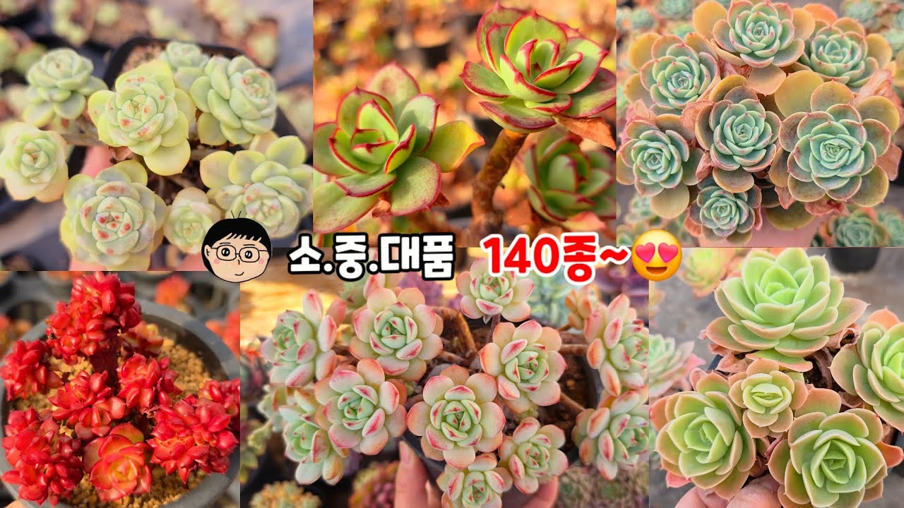26년2월3일(화)❤️ 예쁜다육🩷소품.중품.대품~영상속아이로찜하시는단품까지~~140종~감사합니다 ~😍♡#succul ent plants #多肉植物#다육식물 #예쁜다육식물 #한파 