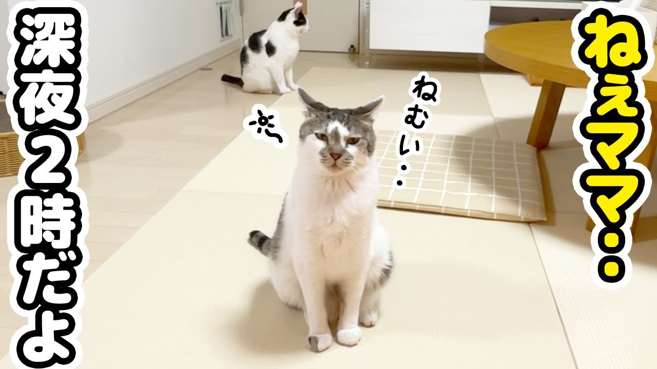 深夜に起きたママを心配してついてくる愛猫が可愛いすぎた～パパとお留守番～