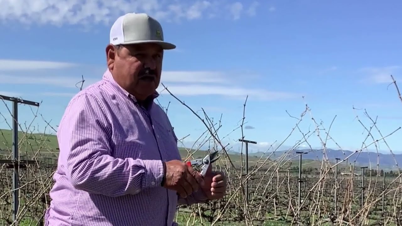 Vineyard Pruning Practice with Livermore Valley Winegrower, Julio Covarrubias