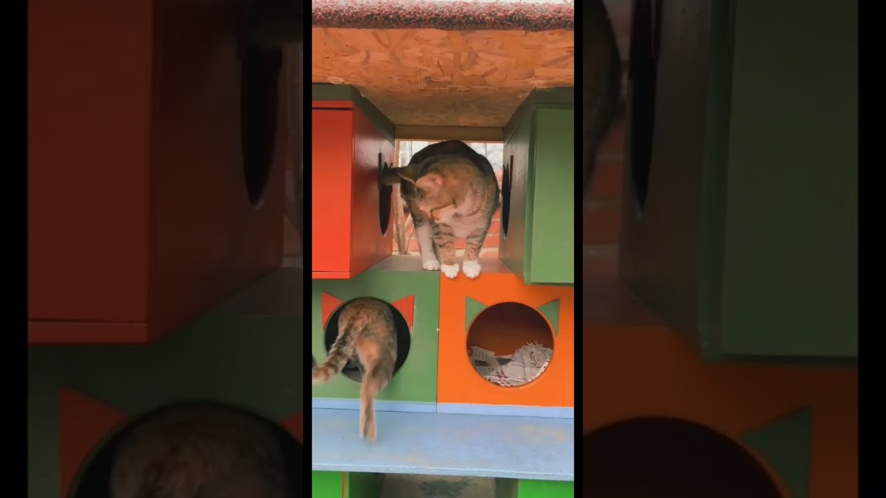 CAT TERRITORIAL BEHAVIOR #shorts #cat #angrycat #viral  #territorialcat #pets #animals