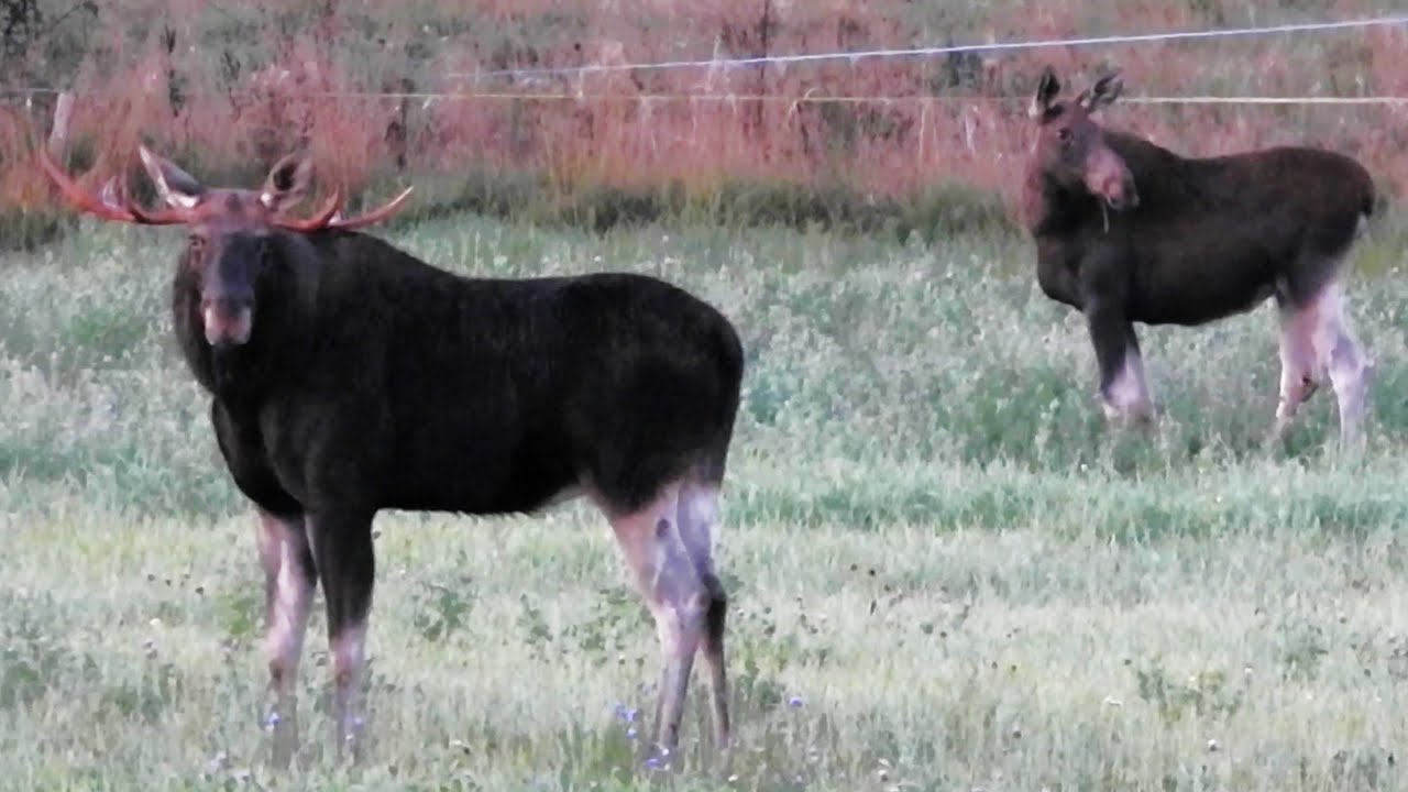 Łosie Rodzinka łosi na pastwisku Łoś euroazjatycki Alces alces Moose Elch Leśne spotkania