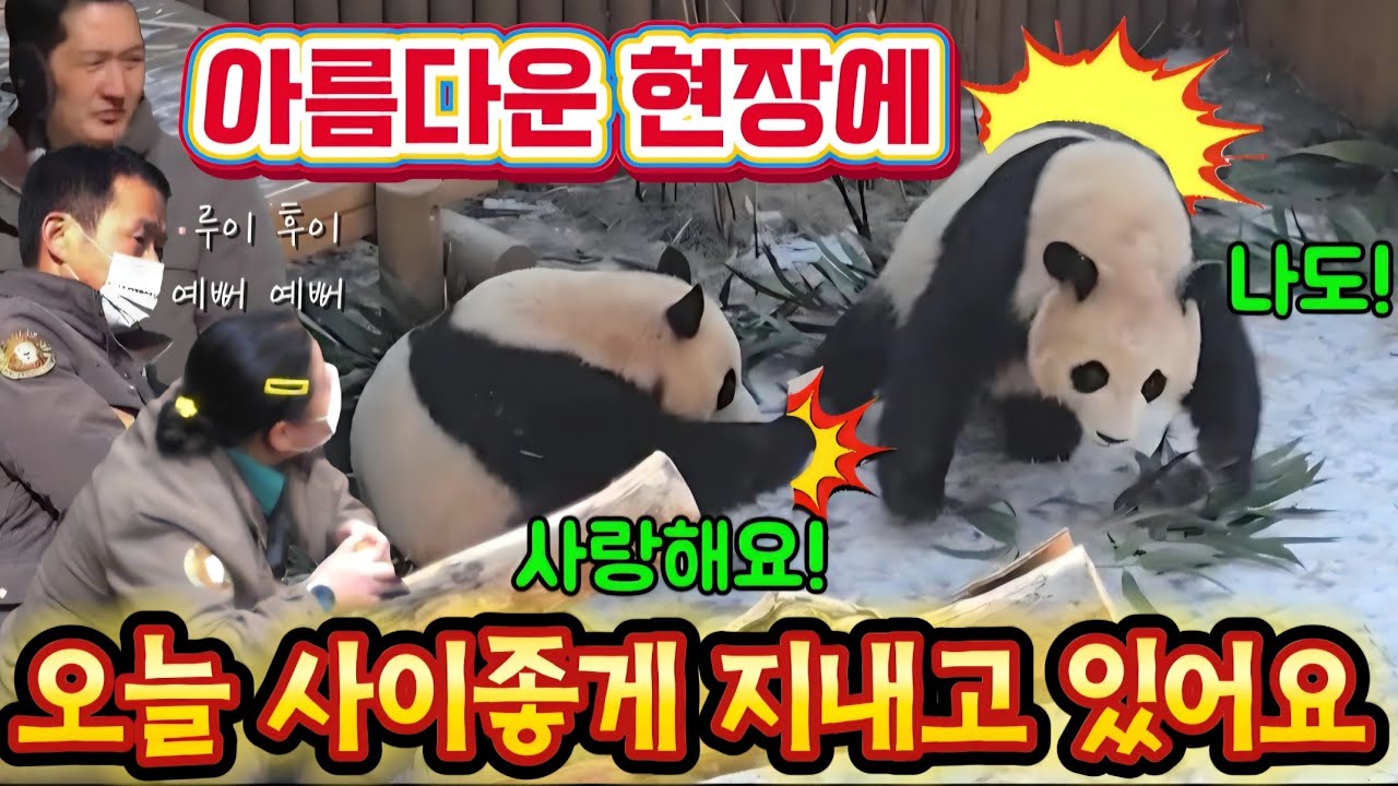 에버랜드 판다월드 💢 서로를 의지하고 소통하고 사이좋게 잘 놀더라고요 
