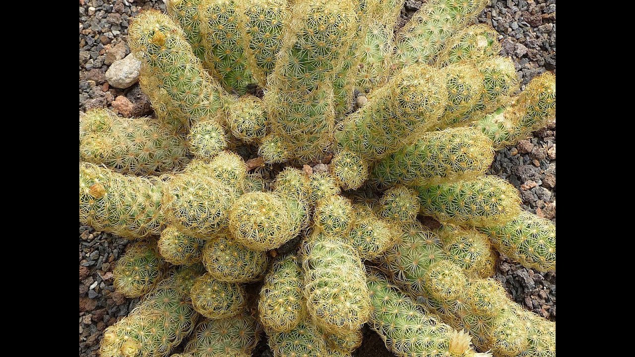 CACTUS GENERALIDADES Y CONSEJOS DE CULTIVO
