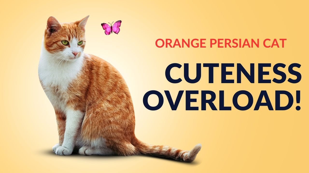 Orange Persian Cat Behavior | My Persian cat loves to eat fish