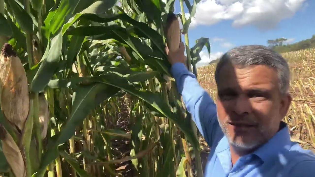 Mais de 200 sacos por hectare nos grãos e mais de 50 ton/ha na silagem. Resultados!