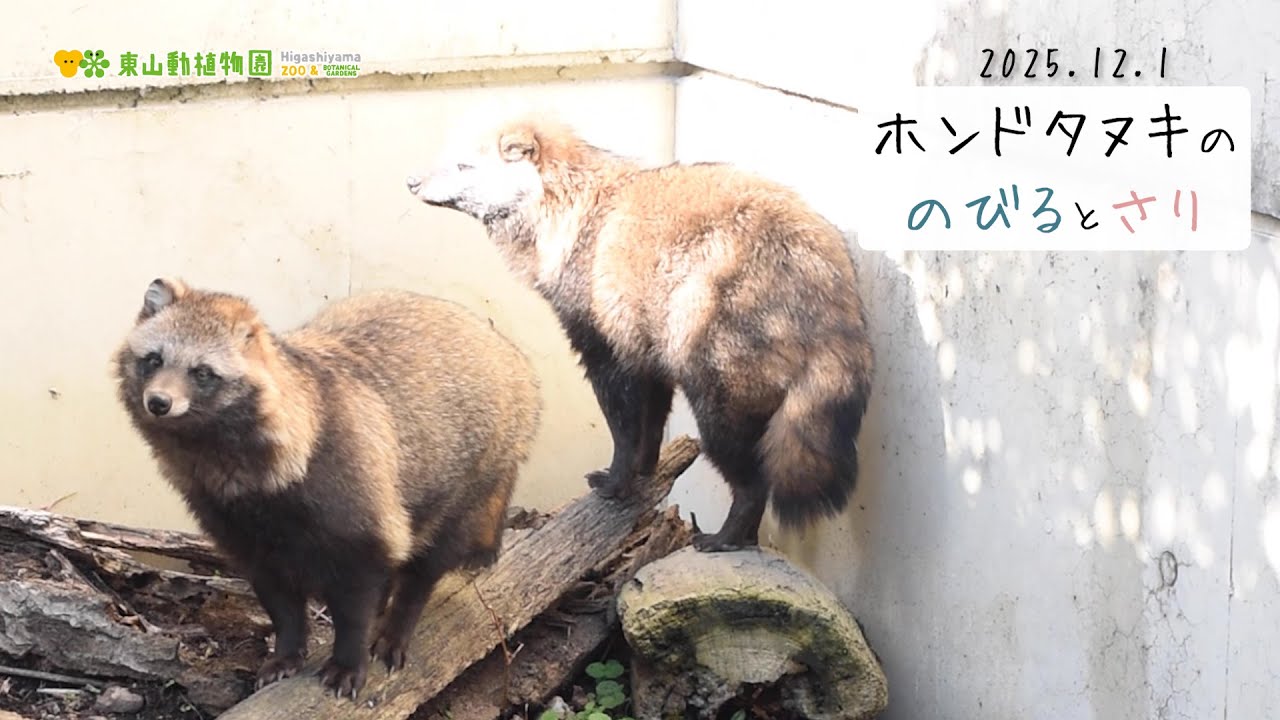 【東山動植物園公式】のびるとさり〜冬毛編〜《 ホンドタヌキ　タヌキ 》