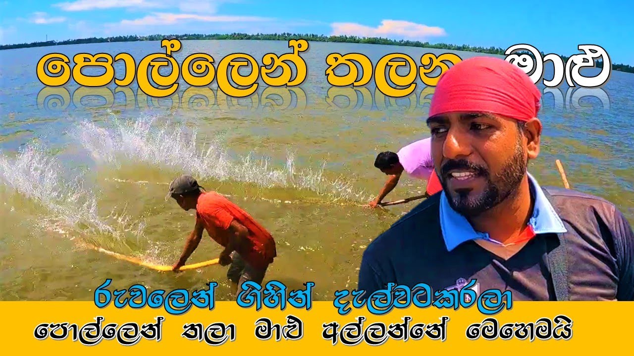 පොල්ලෙන් තලා අල්ලන මාලු @wishwatiyubaya 😲👣🦈