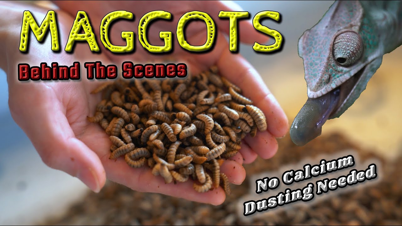 Maggots for Your Reptile: Black Soldier Fly Larvae
