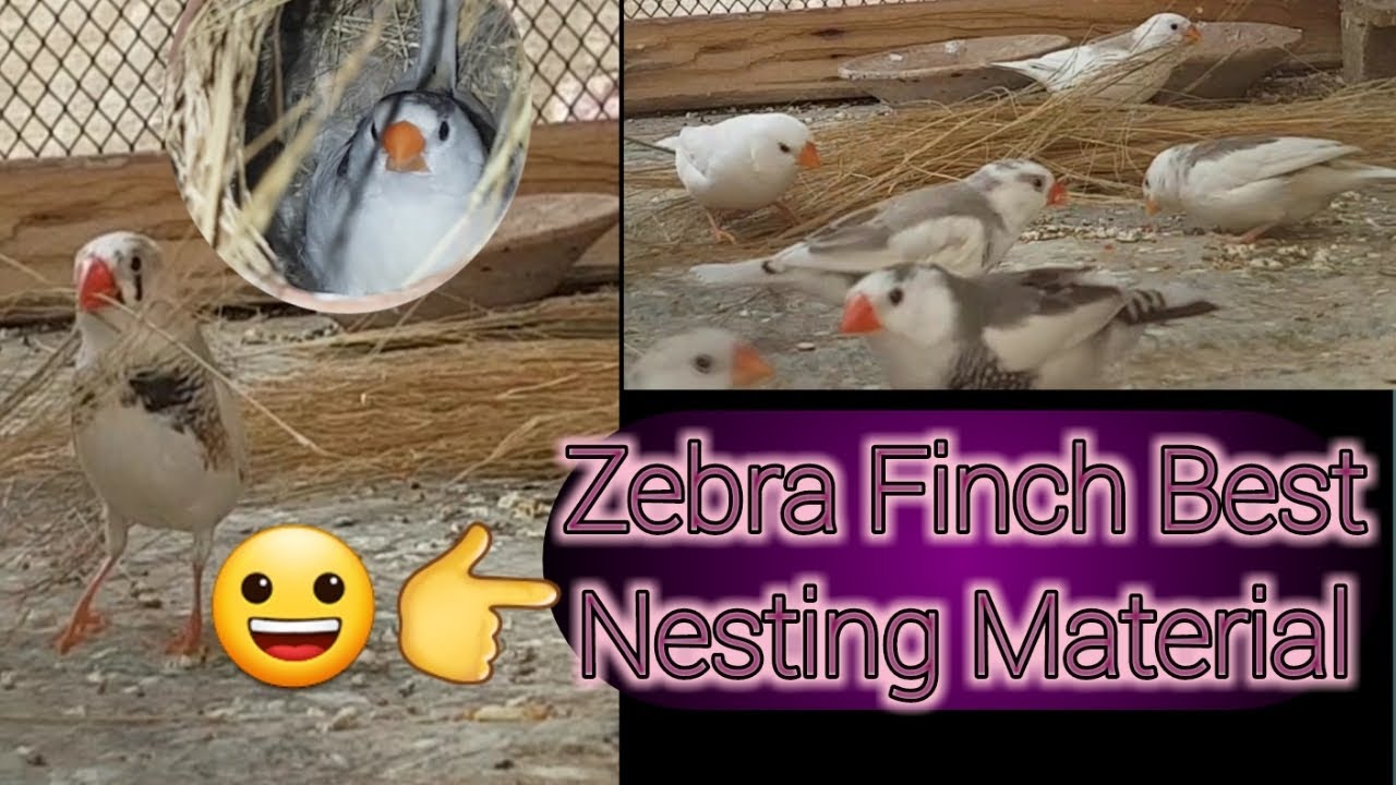 Zebra Finch Best Nesting Material | @ahsanbirds05