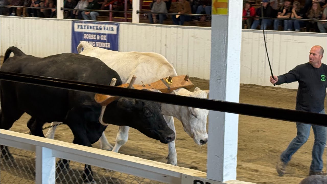 Canadian Style Ox Pull