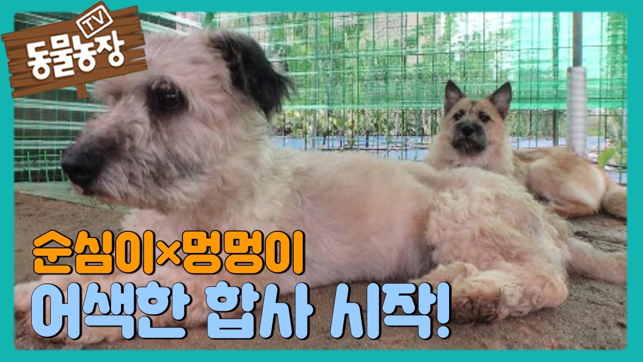 순심이&times;멍멍이, 서로를 받아들이는 어색한 &lsquo;합사&rsquo; I TV동물농장 (Animal Farm) | SBS Story