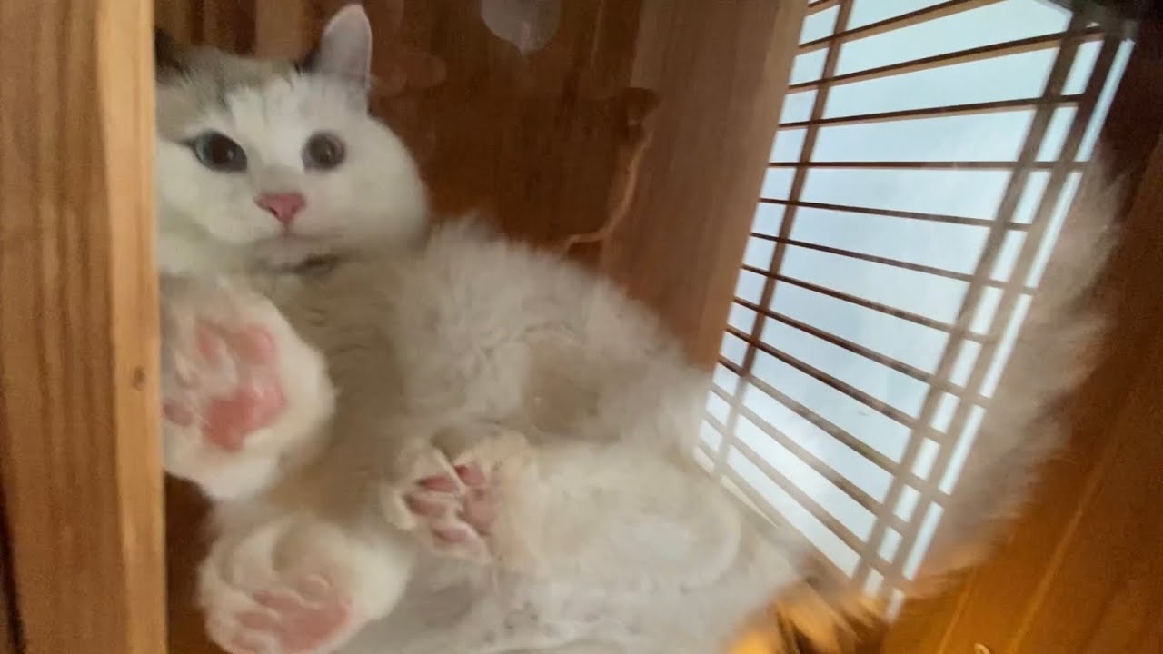 クリアボードでテンション上がる猫と不審な石を警戒する大型犬
