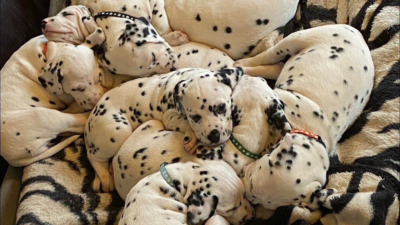 What you need when you bring your Dalmatian puppy home