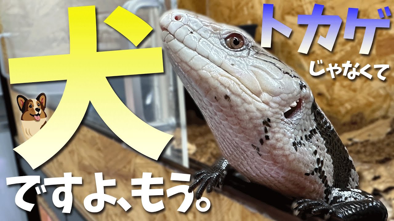 【ツチノコ犬？】アオジタトカゲという犬の一種を紹介します【爬虫類】