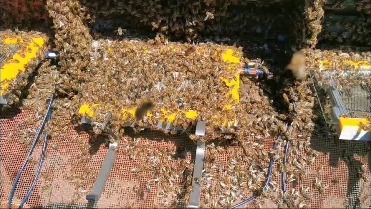 350. Zber jedu pred letáčom a čo o zbere jedu nebolo povedané