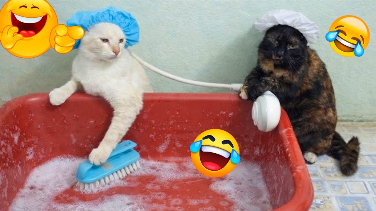 Bathroom Cat-astrophes: You WON'T Believe What They Did!