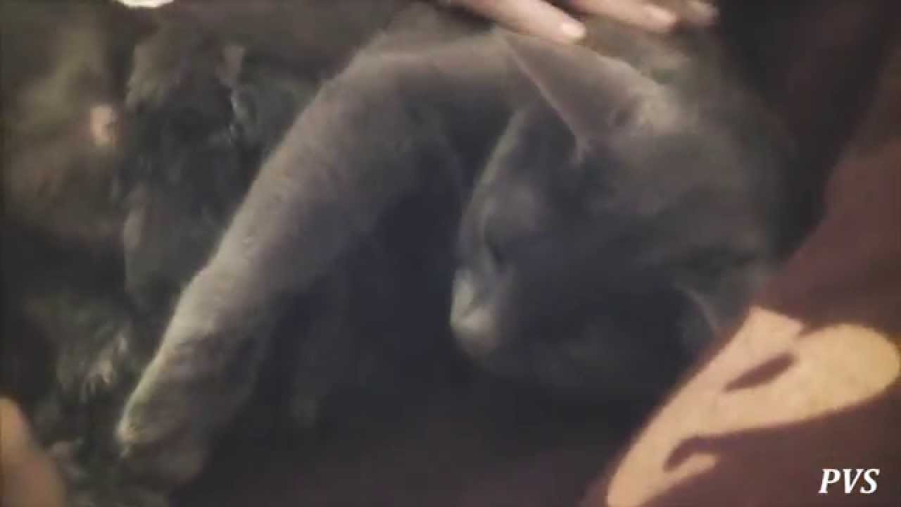 Chartreux cat newborn - Gatti Certosini appena nati - Music 